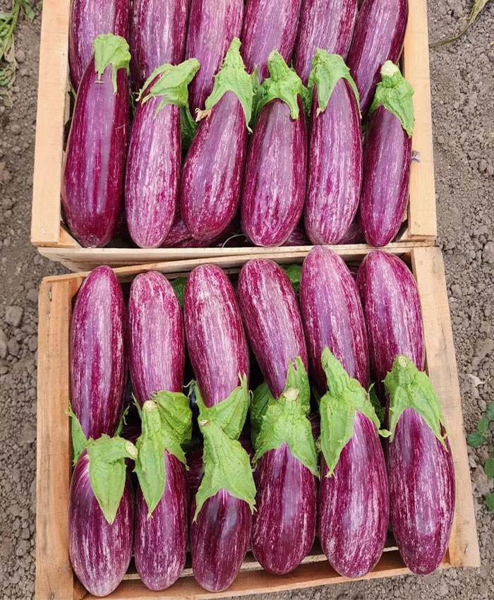 A bunch of eggplants