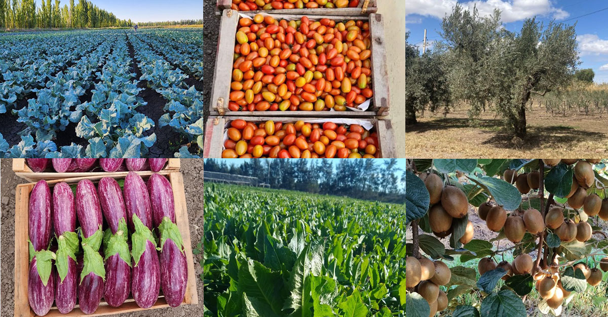 Leafy greens, tomatoes, eggplants, olives, and kiwis being grown on farms.