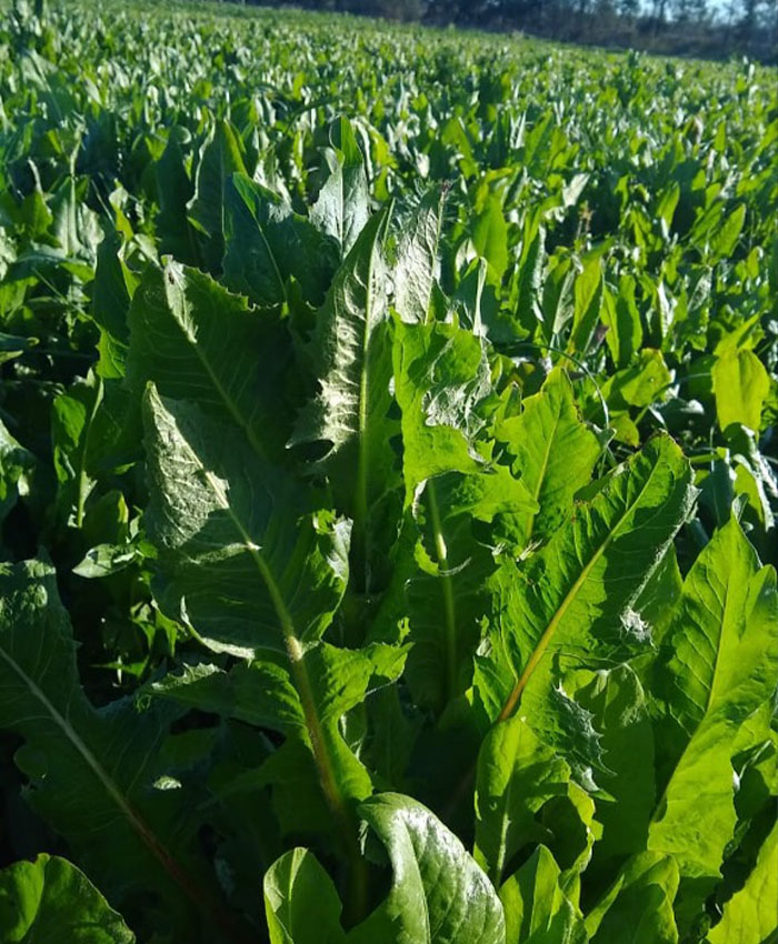 A field of leafy greens.