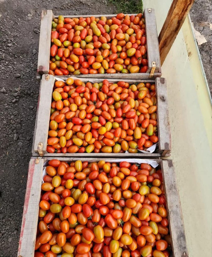 A bunch of small tomatoes.