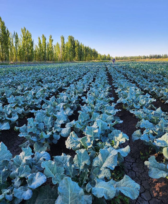 A field of growing vegetables.